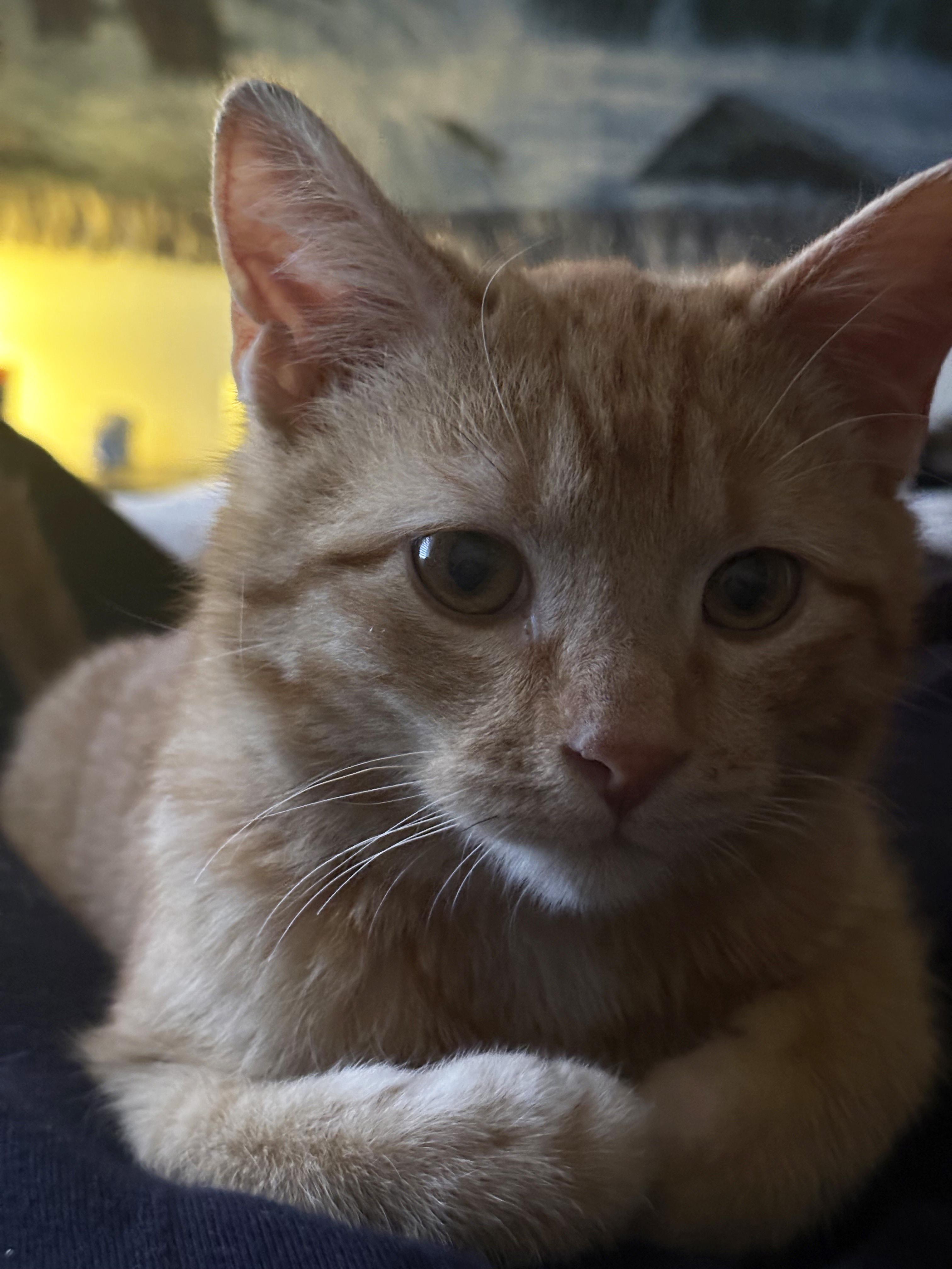 Enlarge Simon, an adopted Domestic Short Hair in Manhattan, KS image 5/5