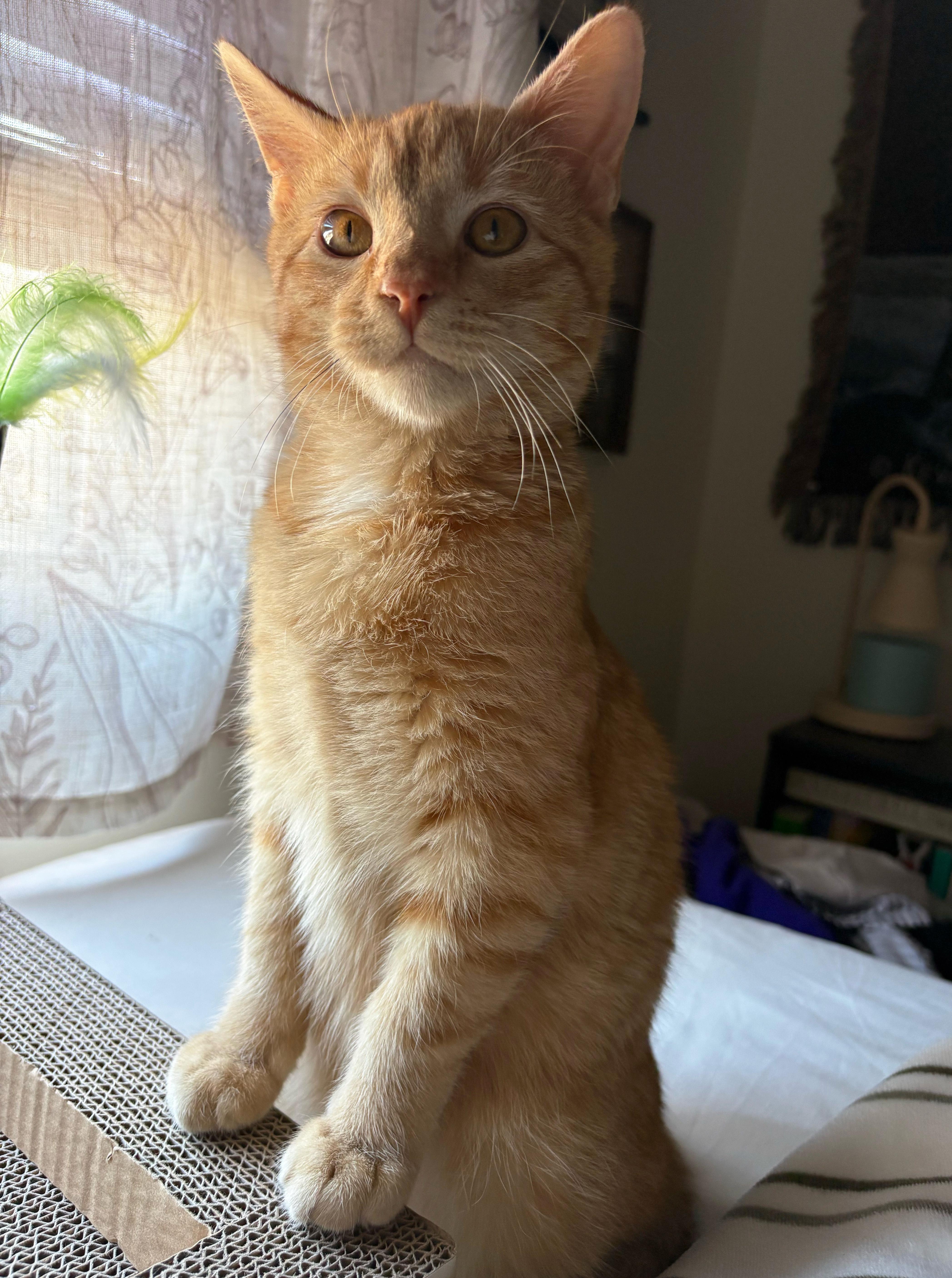 Enlarge Simon, an adopted Domestic Short Hair in Manhattan, KS image 3/5