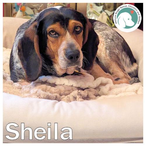 Sheila, a ADOPTABLE Beagle in Wadsworth, IL image 1/6