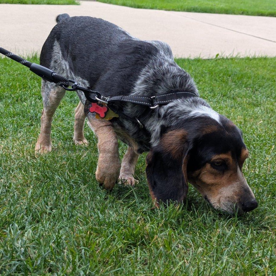 Sheila, a ADOPTABLE Beagle in Wadsworth, IL image 5/6