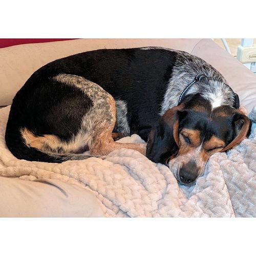 Sheila, a ADOPTABLE Beagle in Wadsworth, IL image 2/6