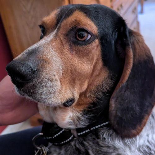 Sheila, a ADOPTABLE Beagle in Wadsworth, IL image 4/6