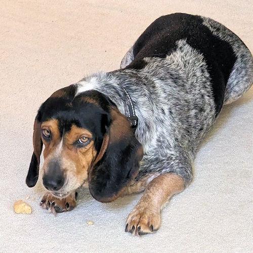 Sheila, a ADOPTABLE Beagle in Wadsworth, IL image 6/6