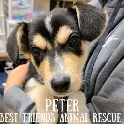 Enlarge Peter, a Adoptable Husky in Wasilla, AK image 1/2