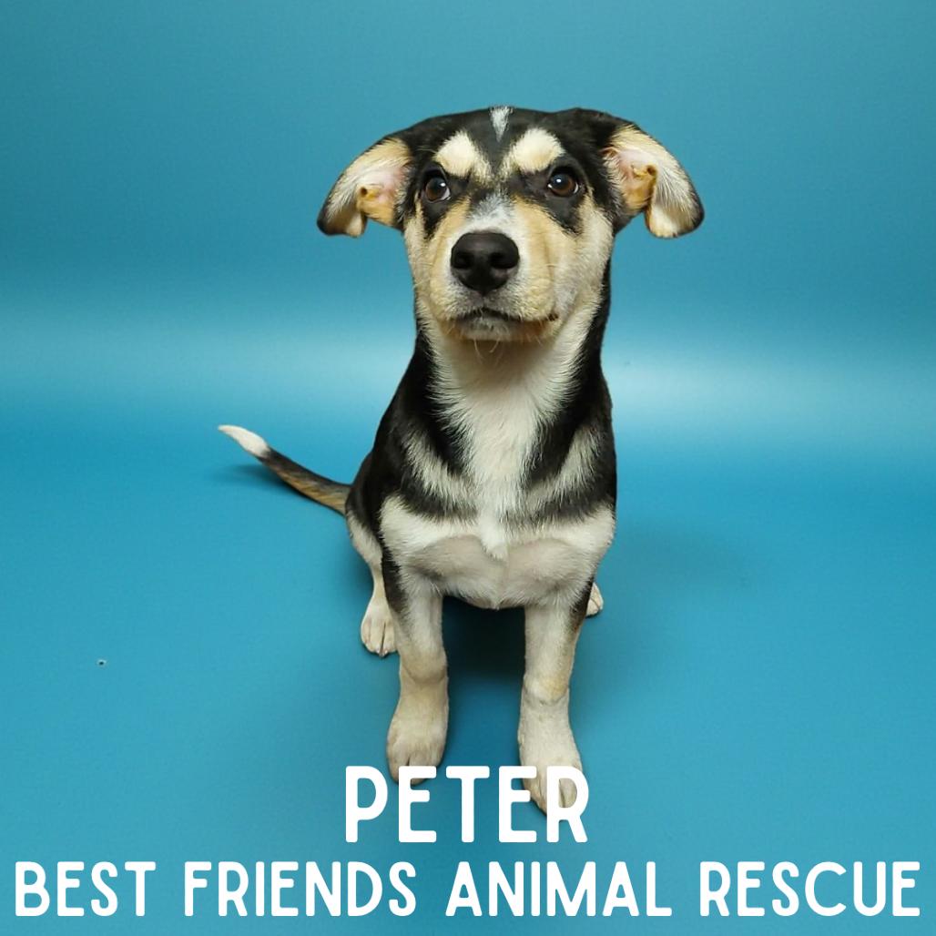 Enlarge Peter, a Adoptable Husky in Wasilla, AK image 2/4