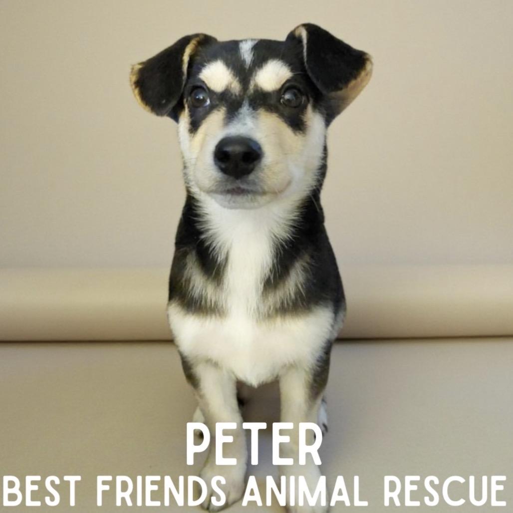 Enlarge Peter, a Adoptable Husky in Wasilla, AK image 2/2