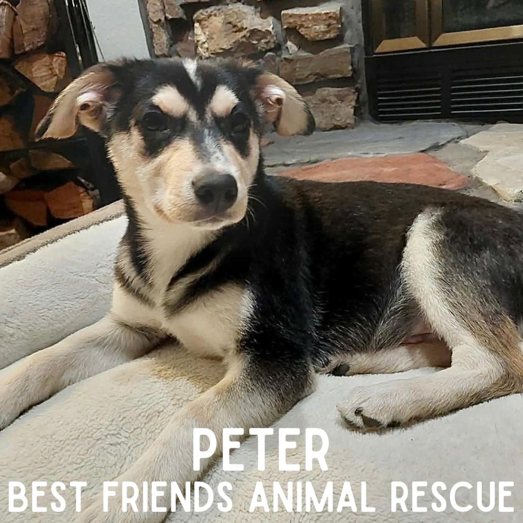 Enlarge Peter, a Adoptable Husky in Wasilla, AK image 4/4