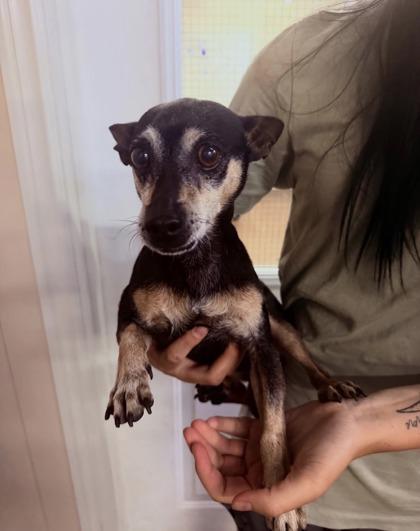 Bowser, Adoptable, Senior Male Chihuahua & Mixed Breed.