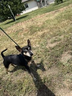 Enlarge Bowser, a Adoptable mixed breed in Wichita, KS image 2/2