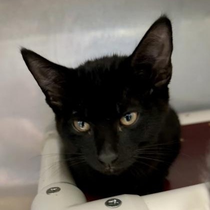 Enlarge Tato, a Adoptable Domestic Short Hair in Athens, GA image 2/2