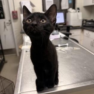 Tato, Adoptable, Kitten Male Domestic Short Hair.