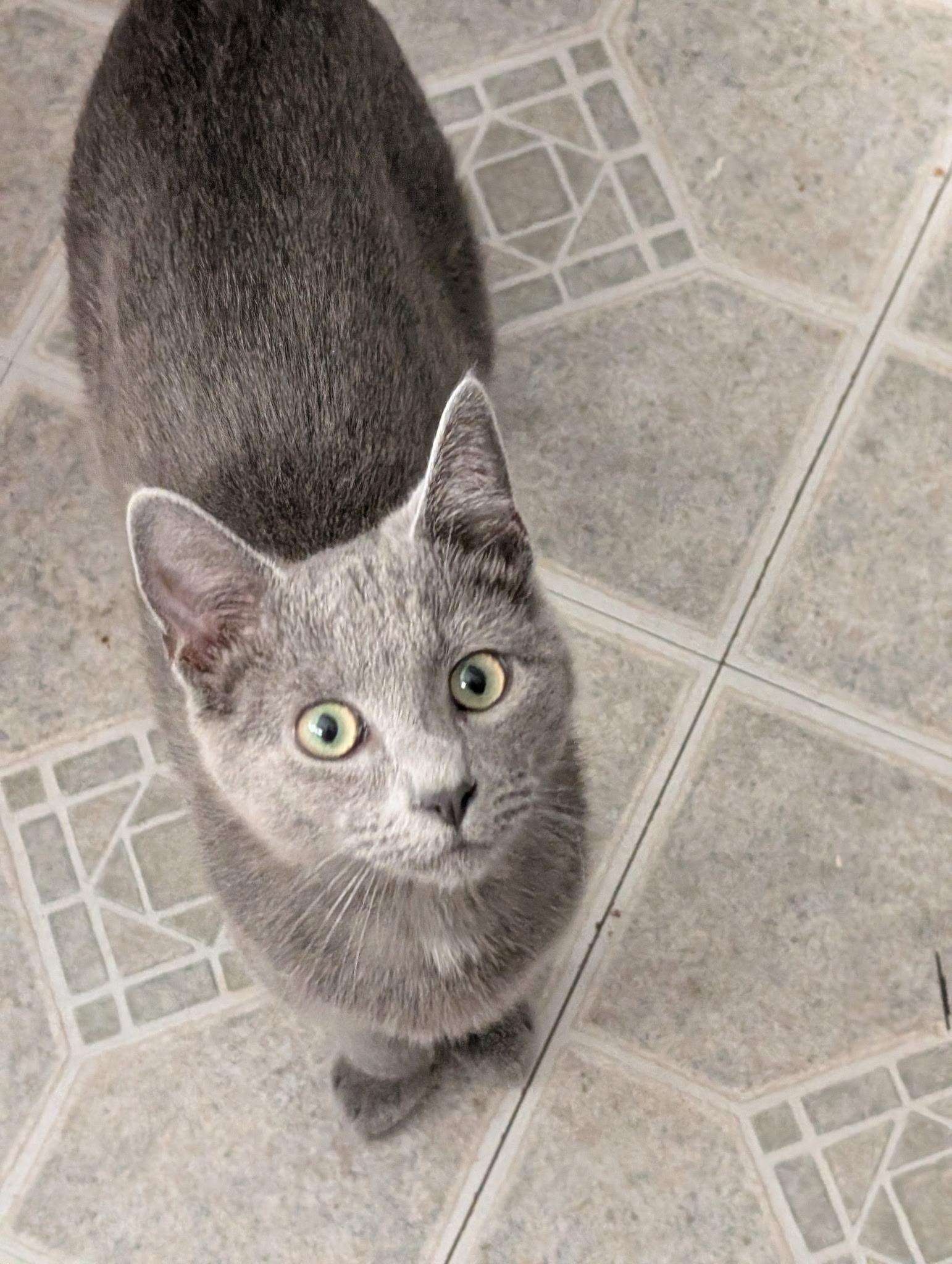 Enlarge Ghost (bonded with Mitcy) , a Adoptable mixed breed in Fort Oglethorpe, GA image 3/6