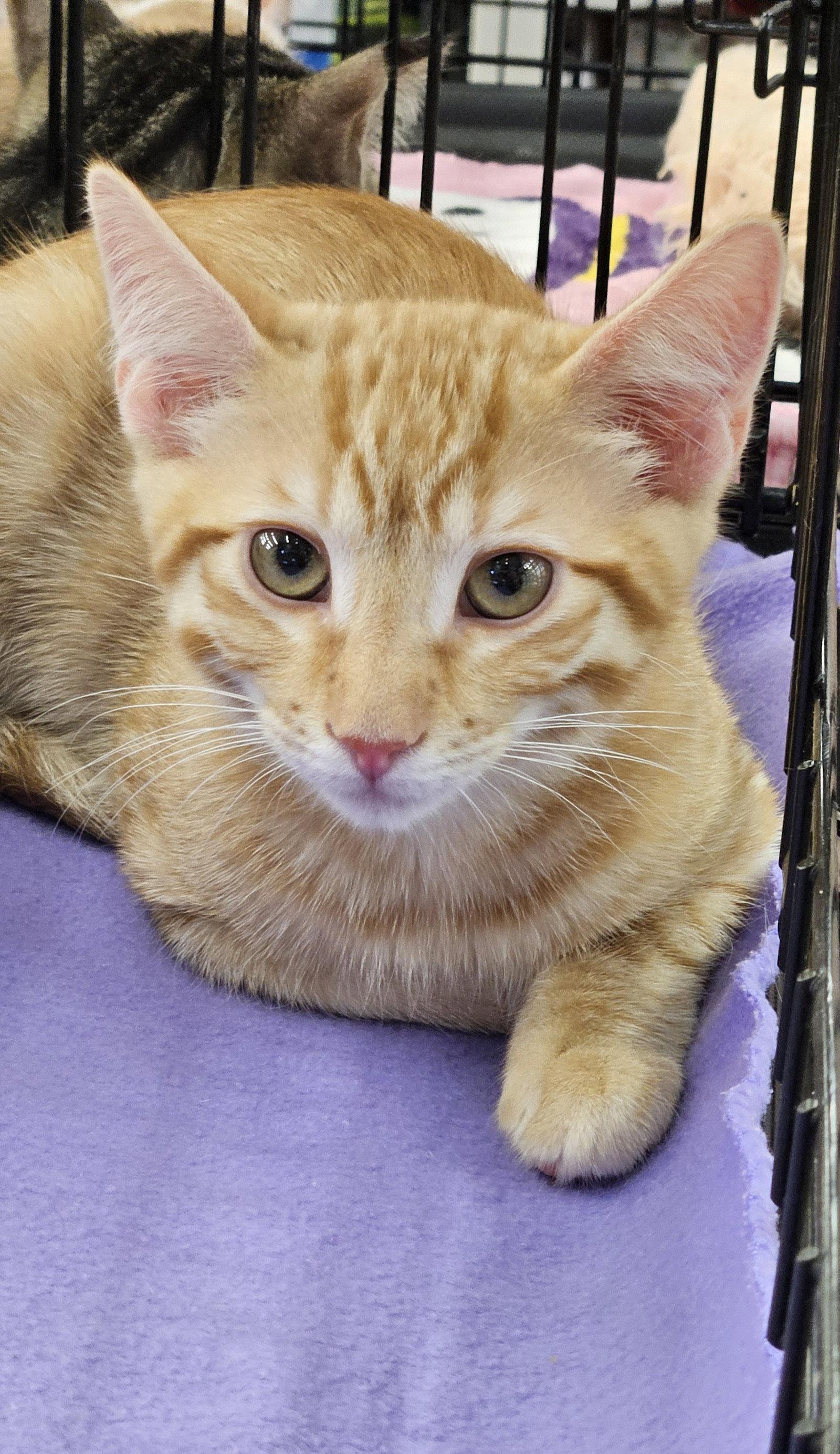 Sriracha, Adoptable, Kitten Male Domestic Short Hair.