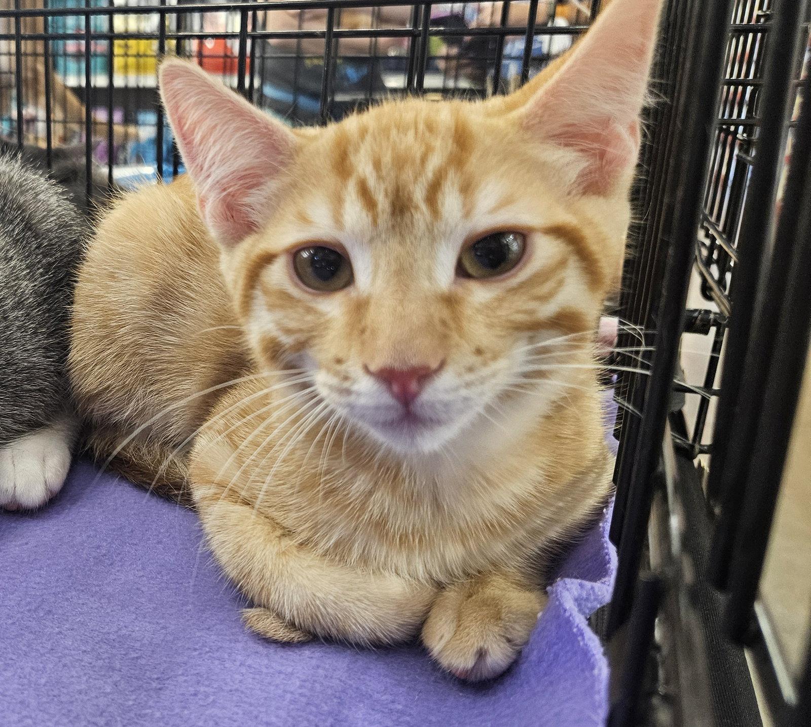Enlarge Sriracha, a Adoptable Domestic Short Hair in Antioch, CA image 2/2