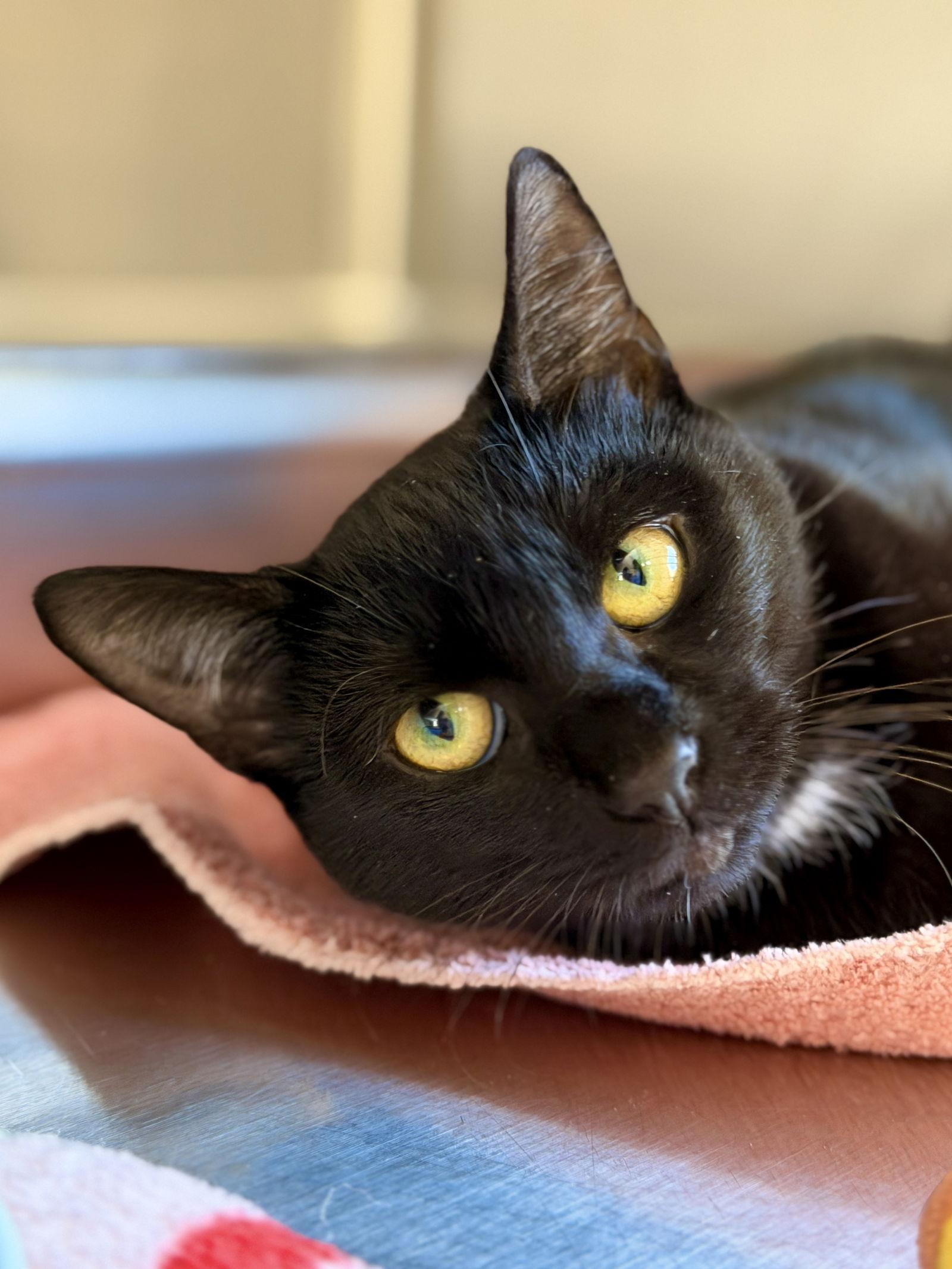 Cleo, Adopted, Adult Female Domestic Short Hair.