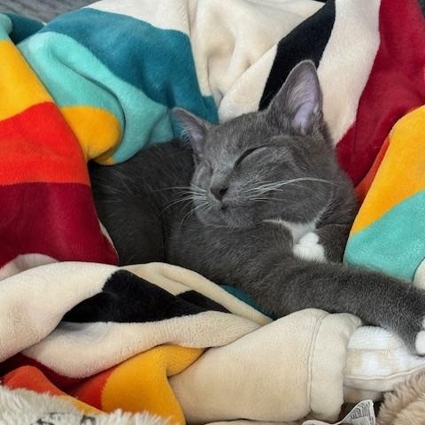 Enlarge Rocky, a Adoptable Domestic Short Hair in Avon, OH image 6/6