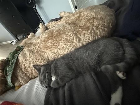 Enlarge Rocky, a Adoptable Domestic Short Hair in Avon, OH image 3/6