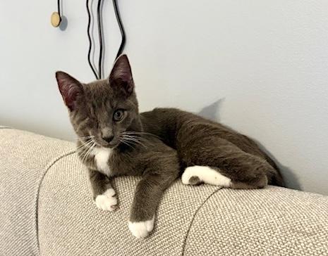 Enlarge Rocky, a Adoptable Domestic Short Hair in Avon, OH image 2/6