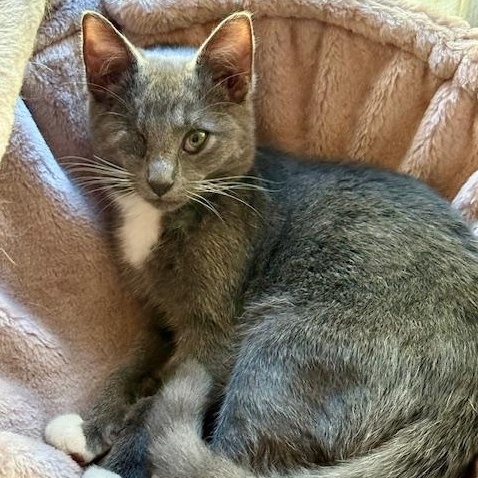 Enlarge Rocky, a Adoptable Domestic Short Hair in Avon, OH image 1/6