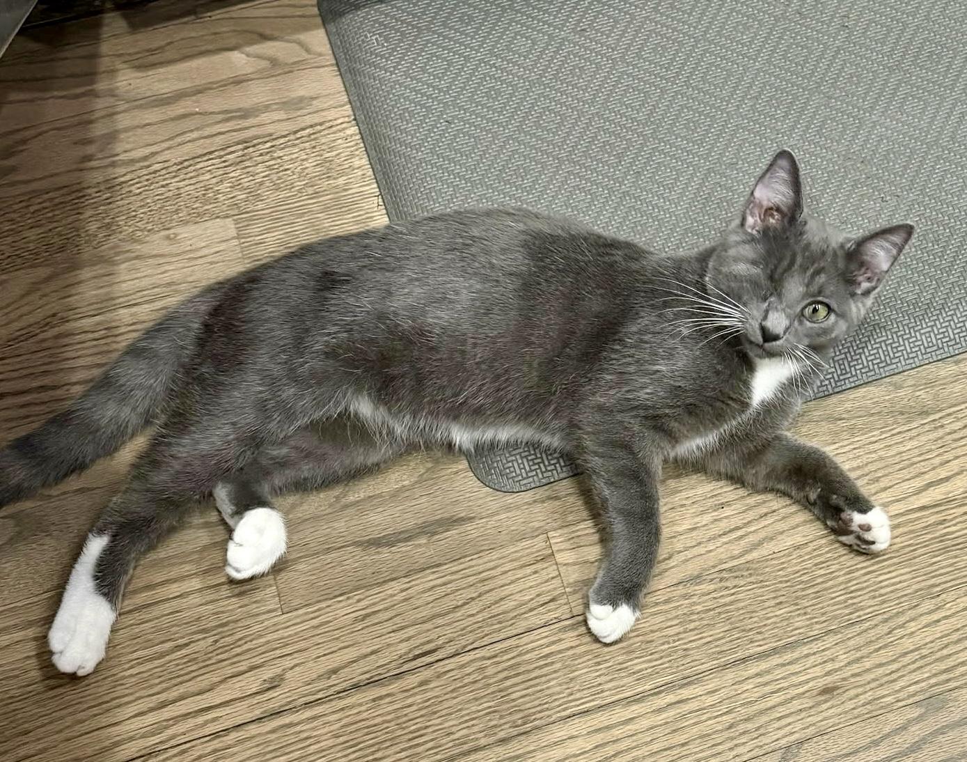 Enlarge Rocky, a Adoptable Domestic Short Hair in Avon, OH image 4/6