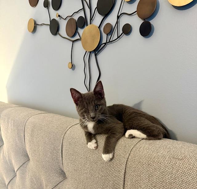 Enlarge Rocky, a Adoptable Domestic Short Hair in Avon, OH image 5/6