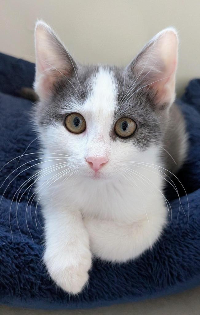 Leia, Adoptable, Kitten Female Domestic Short Hair.