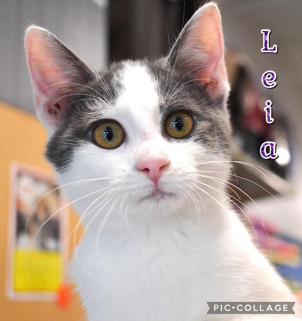 Leia, a Adoptable mixed breed in Fort Oglethorpe, GA image 2/4