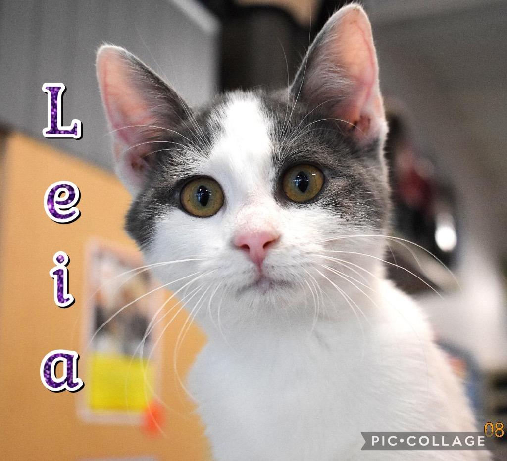 Leia, a Adoptable mixed breed in Fort Oglethorpe, GA image 3/4