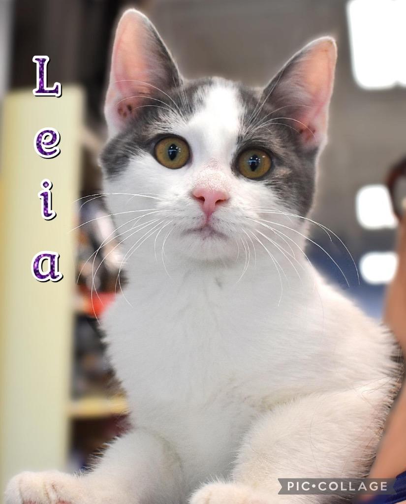 Leia, a Adoptable mixed breed in Fort Oglethorpe, GA image 4/4