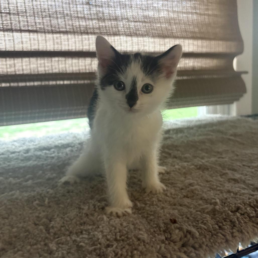 Enlarge Luke, a Adoptable Domestic Short Hair in Muncie, IN image 1/1