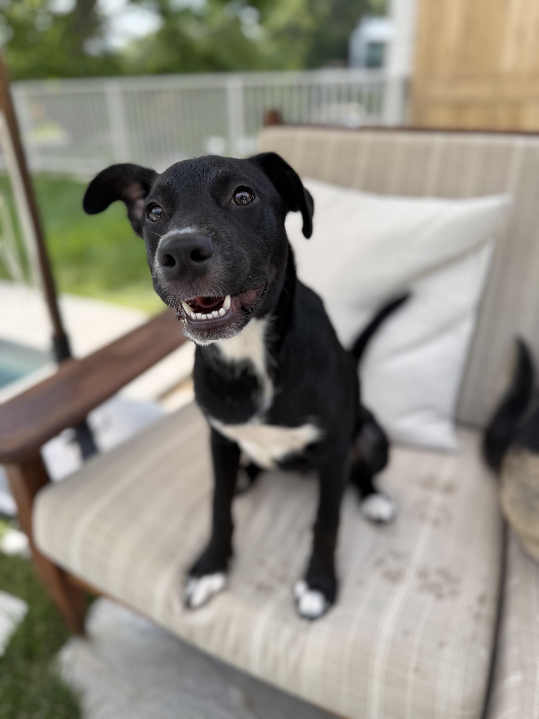 Enlarge Daisy Mae, a Adoptable mixed breed in Burbank, CA image 3/6