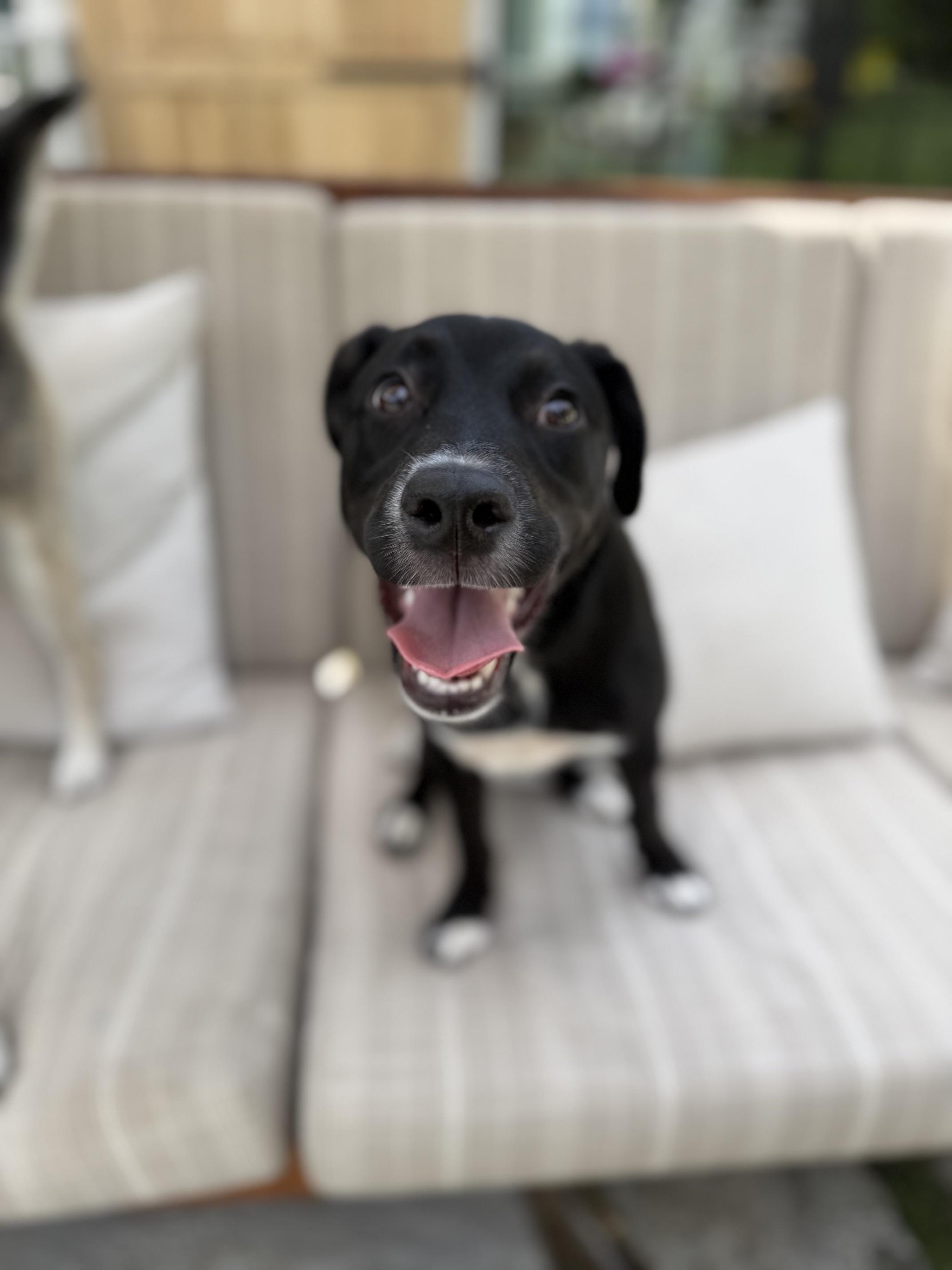 Enlarge Daisy Mae, a Adoptable mixed breed in Burbank, CA image 1/6