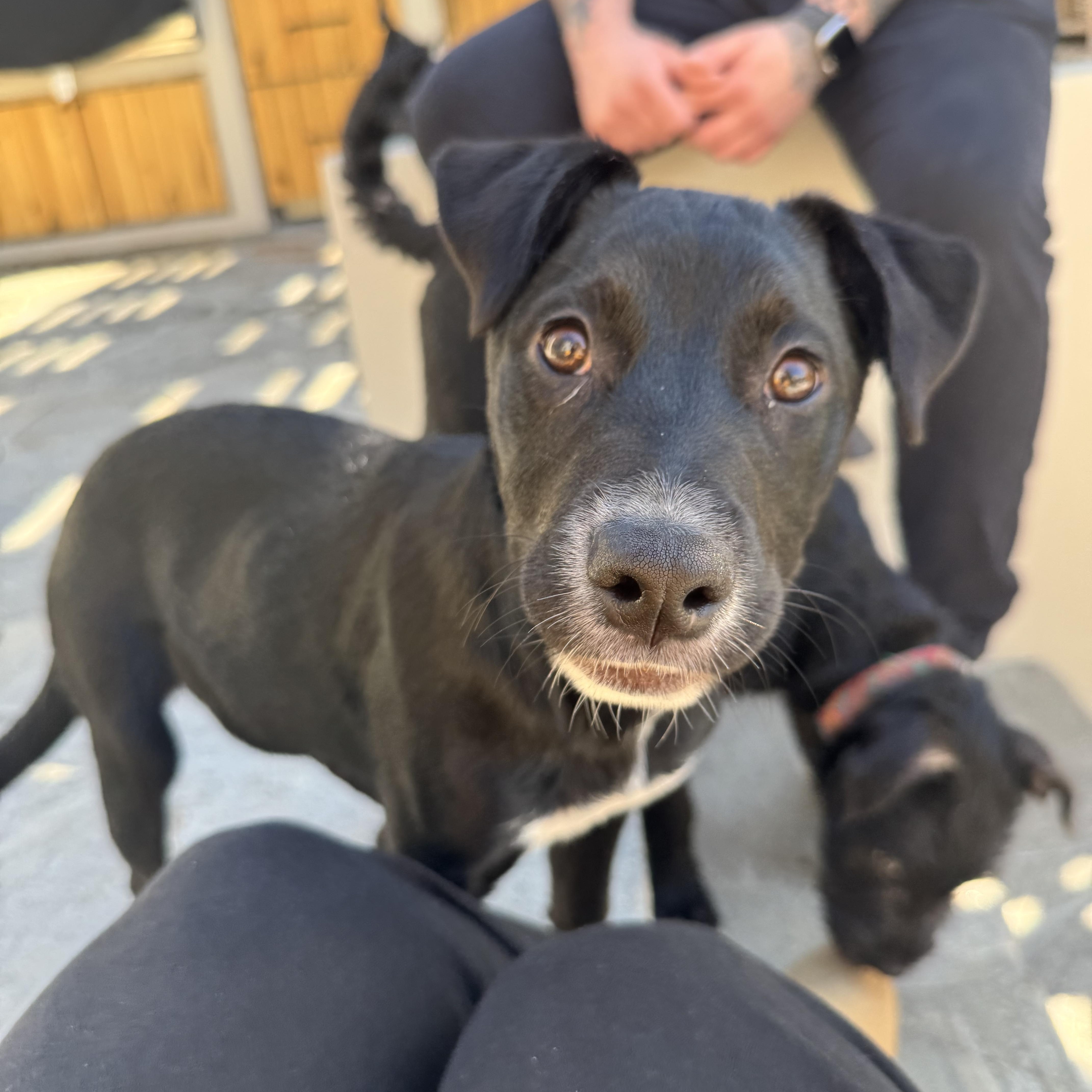 Enlarge Daisy Mae, a Adoptable mixed breed in Burbank, CA image 5/6