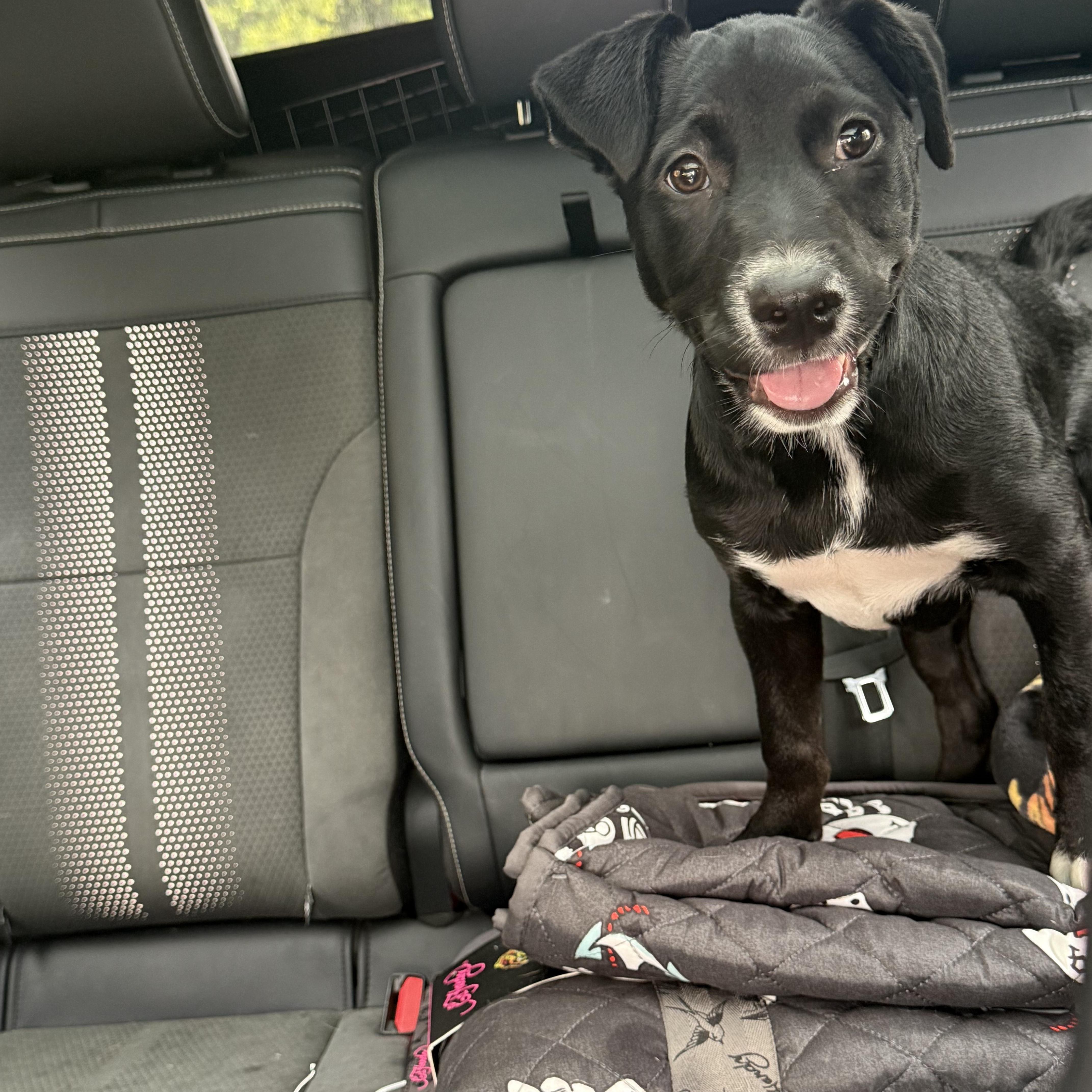Enlarge Daisy Mae, a Adoptable mixed breed in Burbank, CA image 6/6