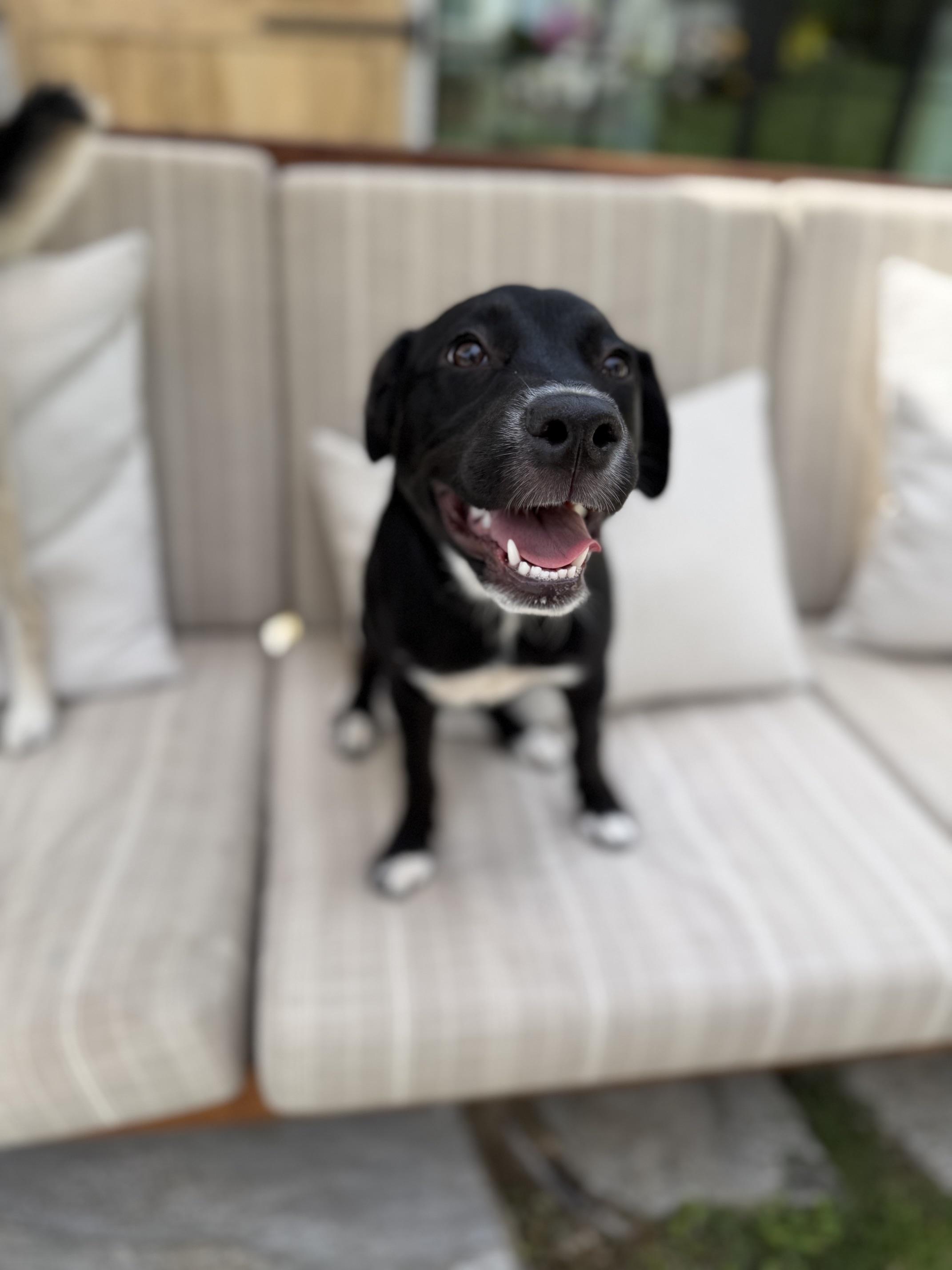 Enlarge Daisy Mae, a Adoptable mixed breed in Burbank, CA image 4/6