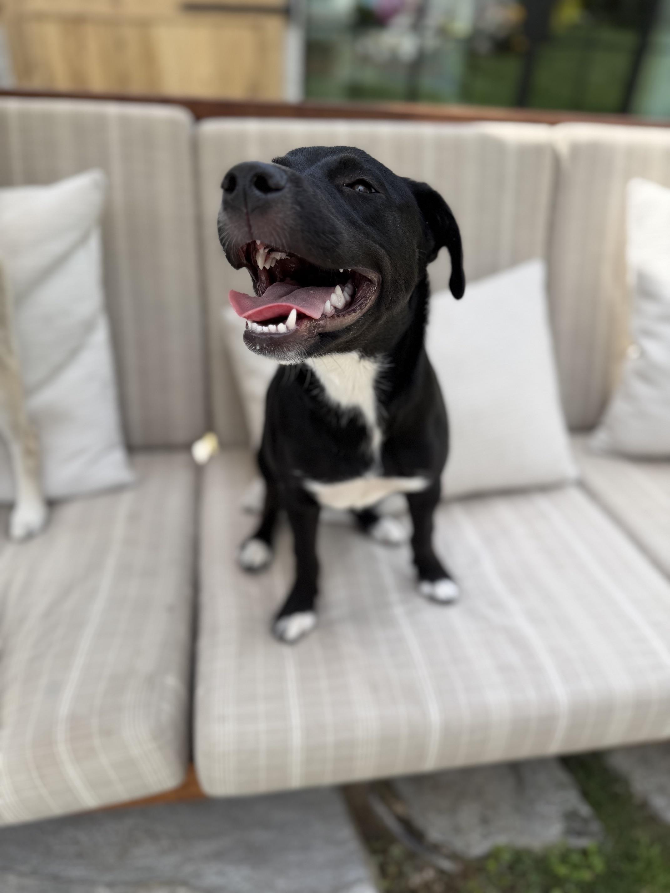 Enlarge Daisy Mae, a Adoptable mixed breed in Burbank, CA image 2/6