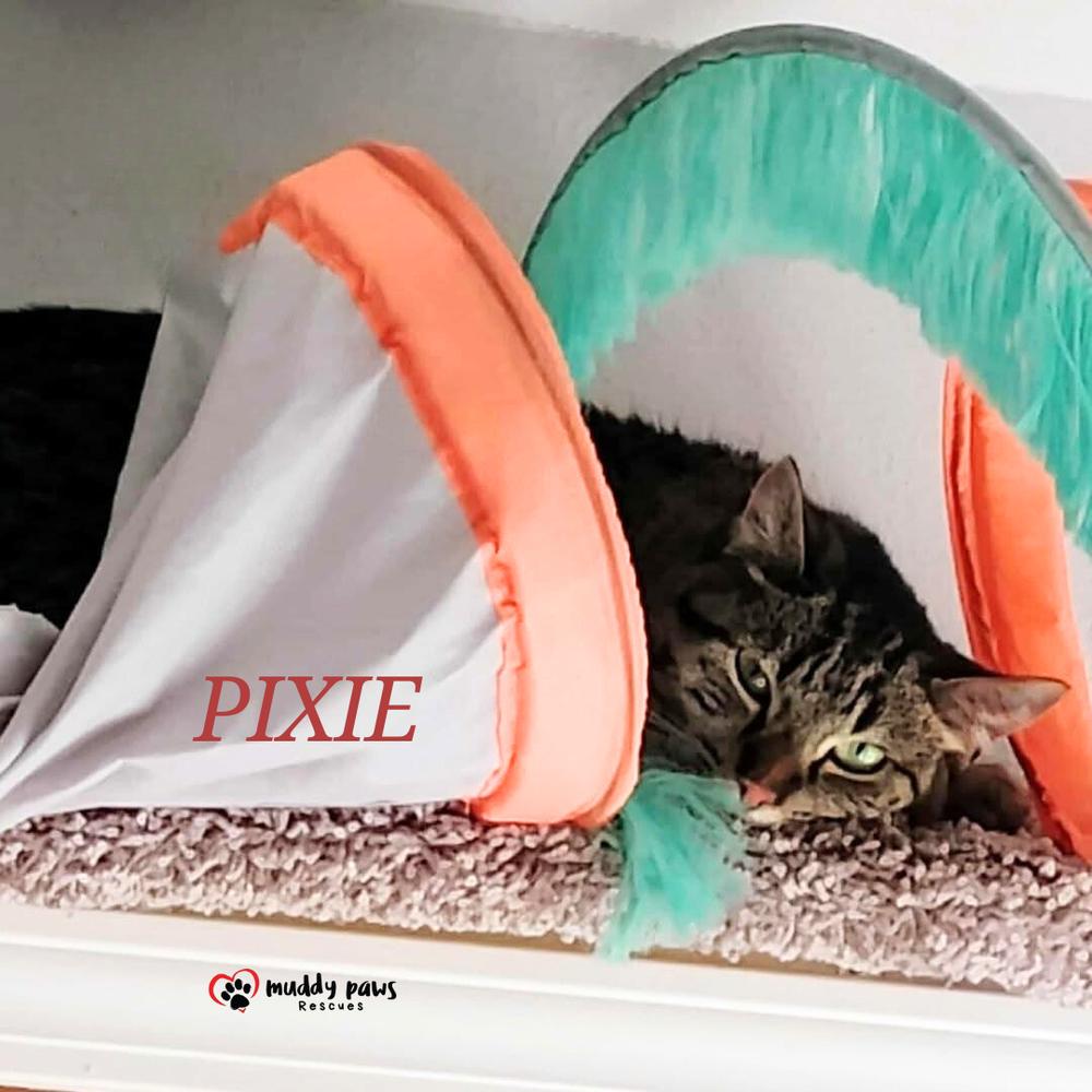Enlarge Pixie, a Adoptable Domestic Medium Hair in Council Bluffs, IA image 1/2