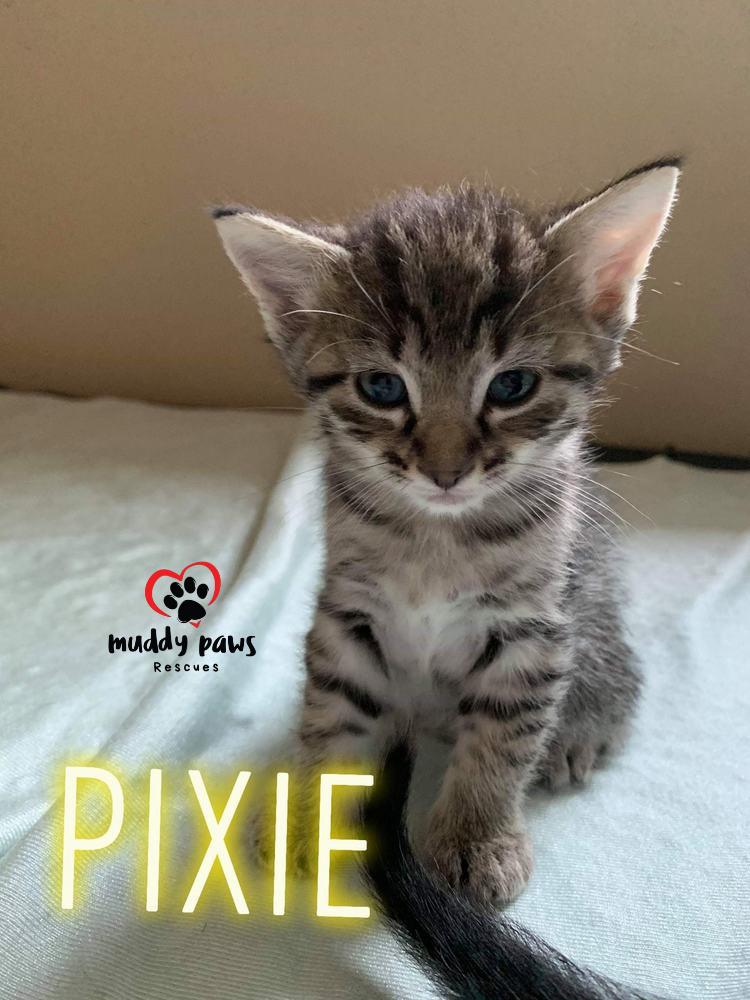 Enlarge Pixie, a Adoptable Domestic Medium Hair in Council Bluffs, IA image 2/2