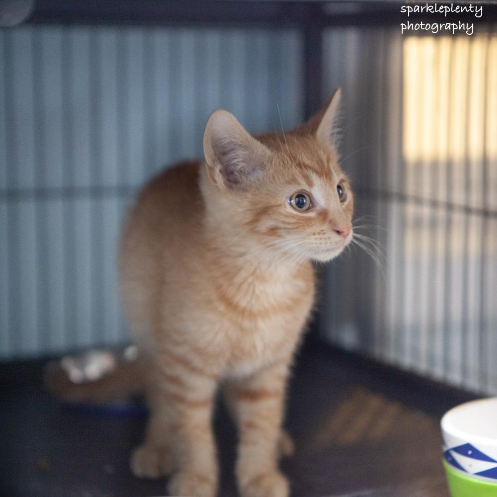 Enlarge Meowchi, an adopted Domestic Short Hair in Ridgefield, CT image 3/4