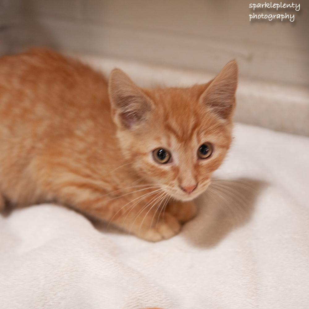 Enlarge Meowchi, an adoptable Domestic Short Hair in Ridgefield, CT image 1/1