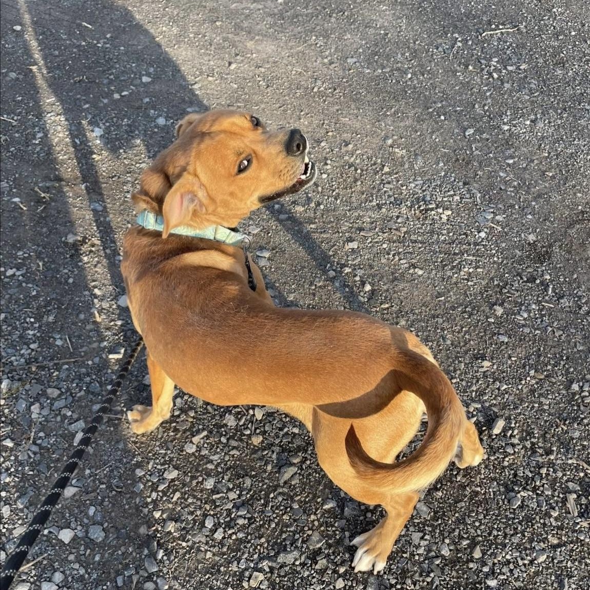 Enlarge Wendell, a Adoptable mixed breed in Syracuse, NY image 3/3