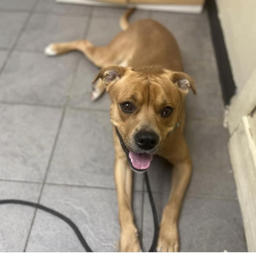 Enlarge Wendell, a Adoptable mixed breed in Syracuse, NY image 2/3