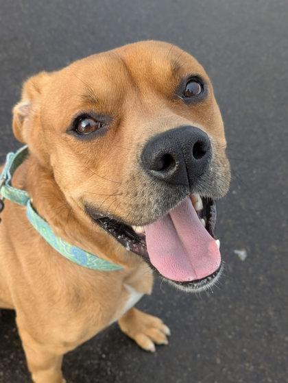Enlarge Wendell, a Adoptable mixed breed in Syracuse, NY image 1/3