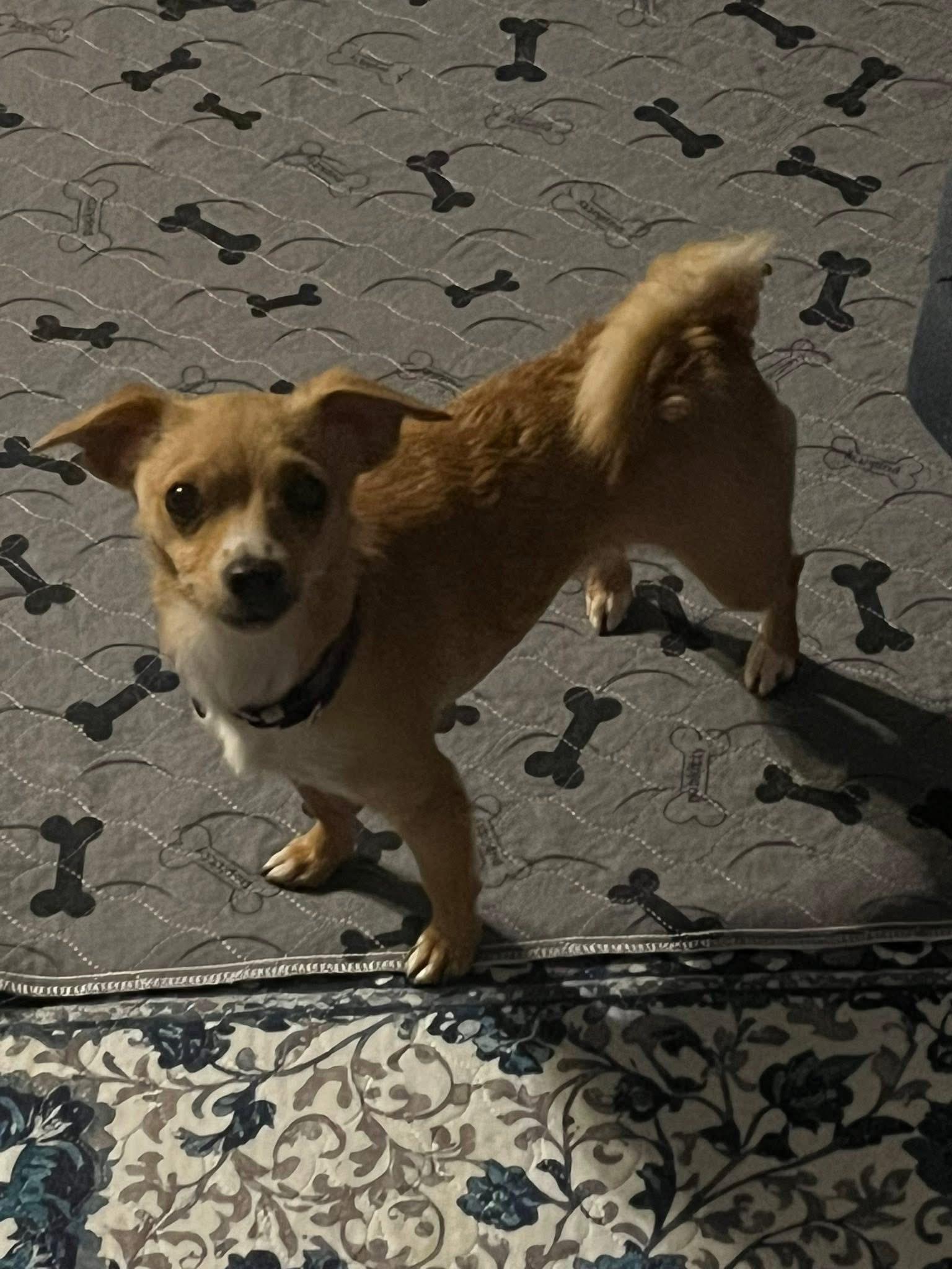 Enlarge Cindy, an adopted mixed breed in Orland Park, IL image 3/3