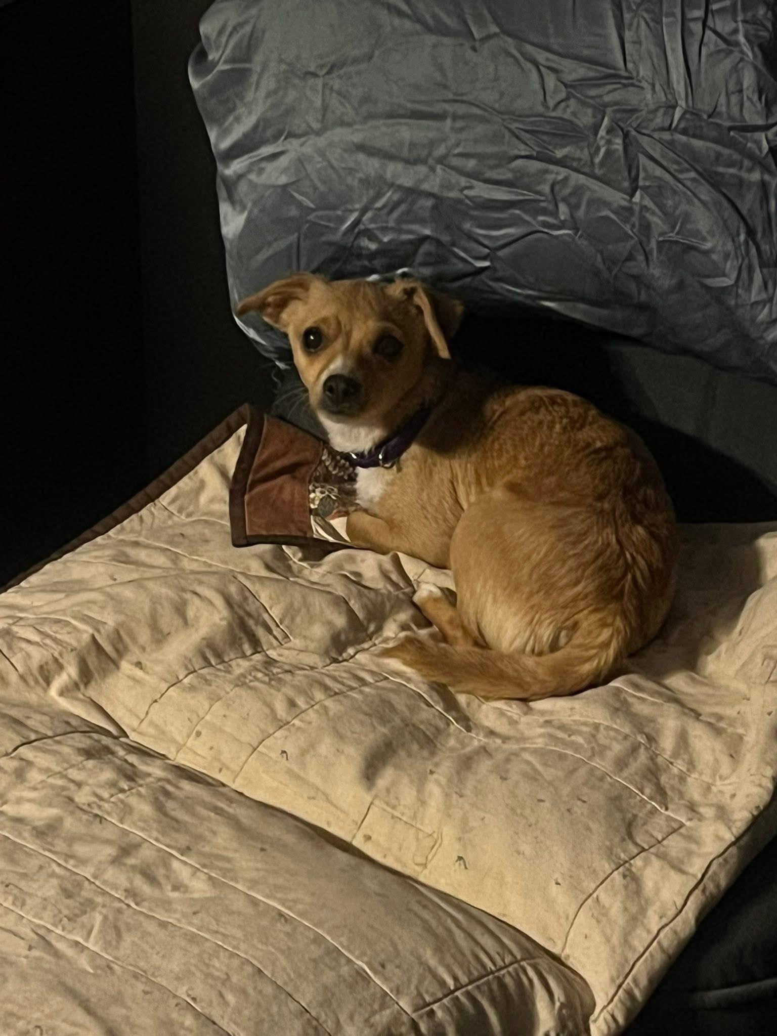 Cindy, adopted, Young Female Chihuahua.