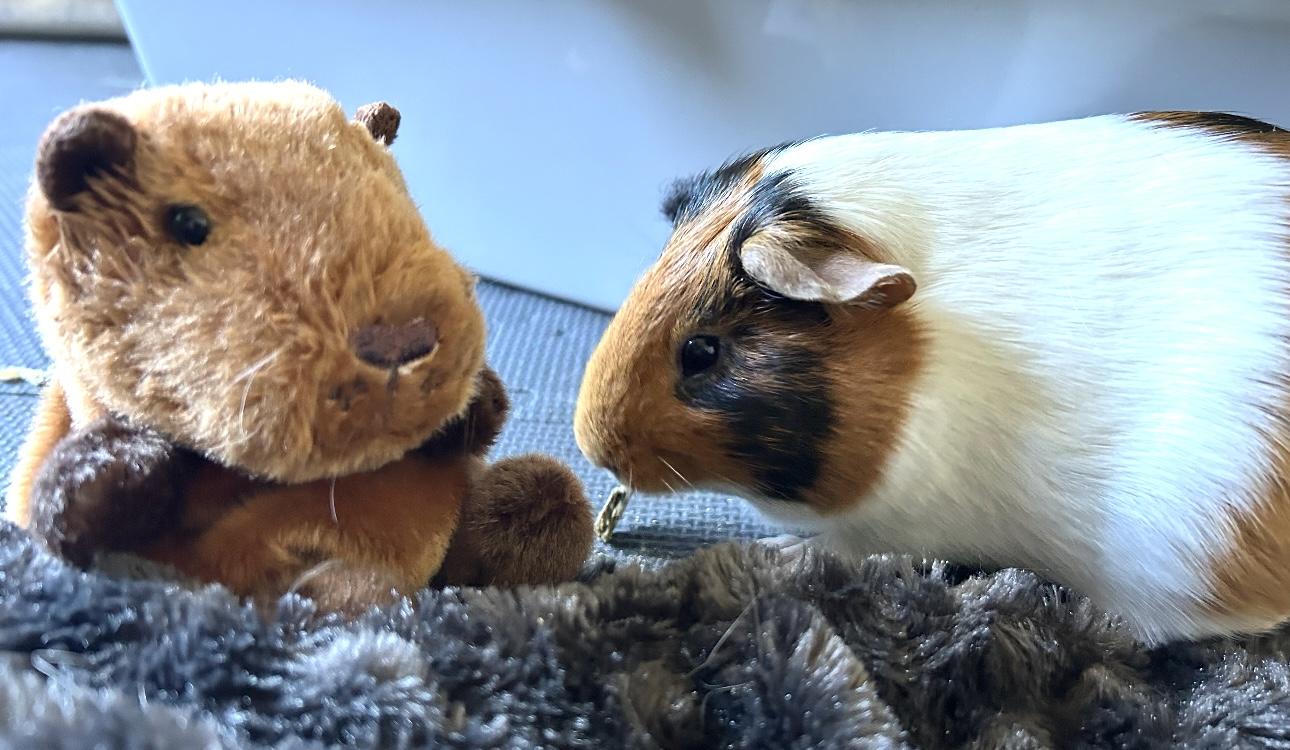 Izzy and Belle, a Adoptable Guinea Pig in Beaverton, OR image 2/6
