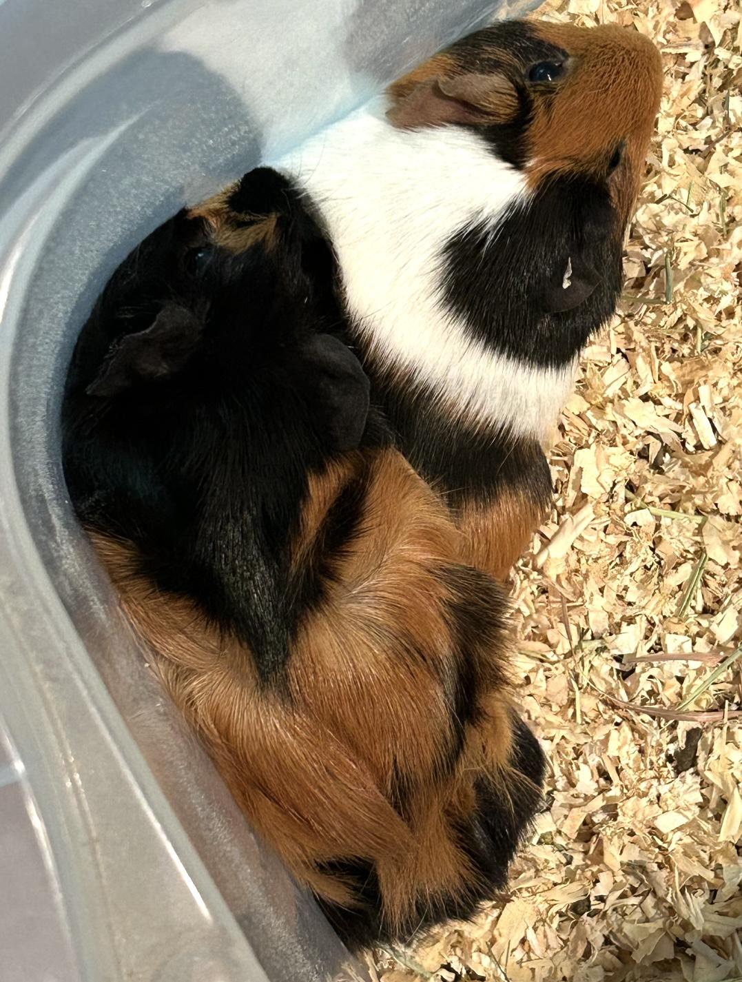 Izzy and Belle, a Adoptable Guinea Pig in Beaverton, OR image 4/6