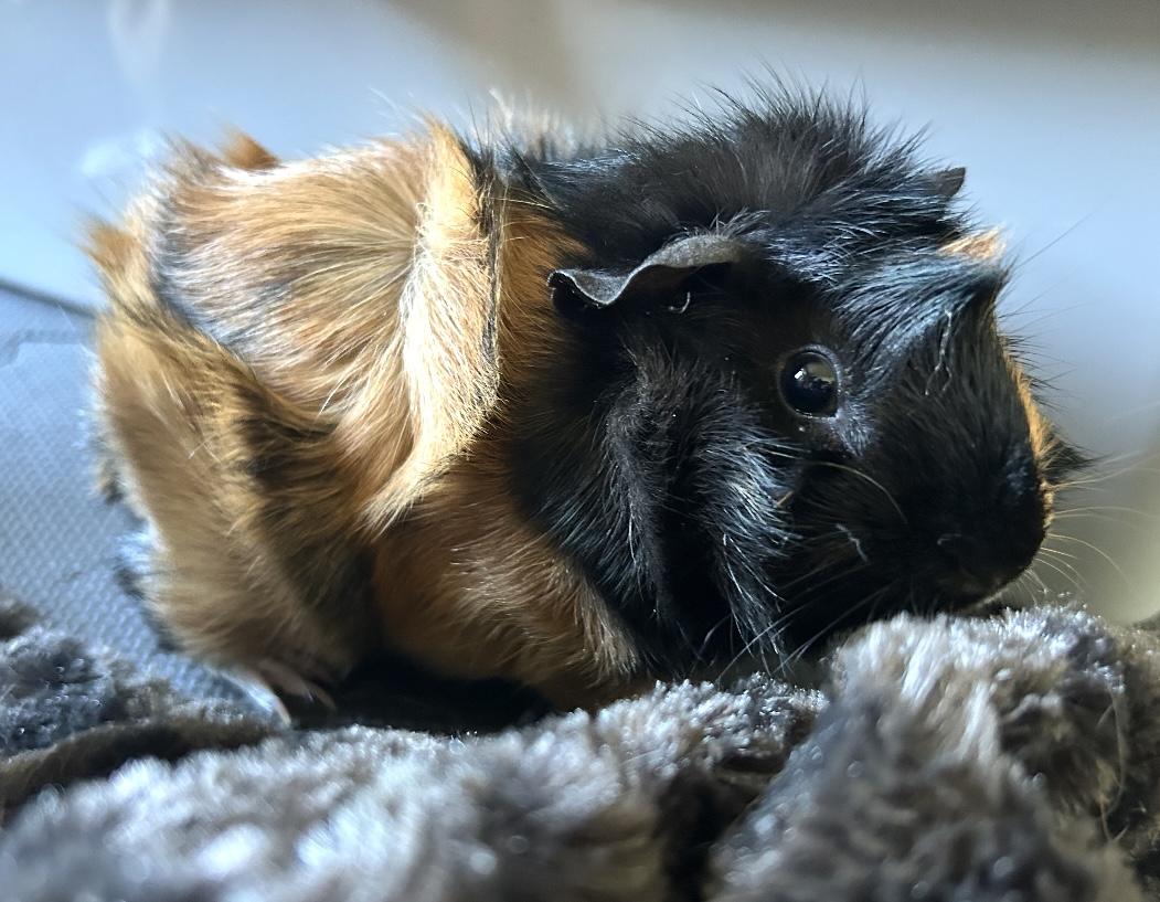 Izzy and Belle, a Adoptable Guinea Pig in Beaverton, OR image 6/6