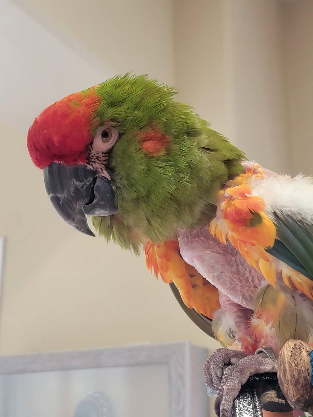 Lucky, ADOPTABLE, Adult Unknown Macaw.