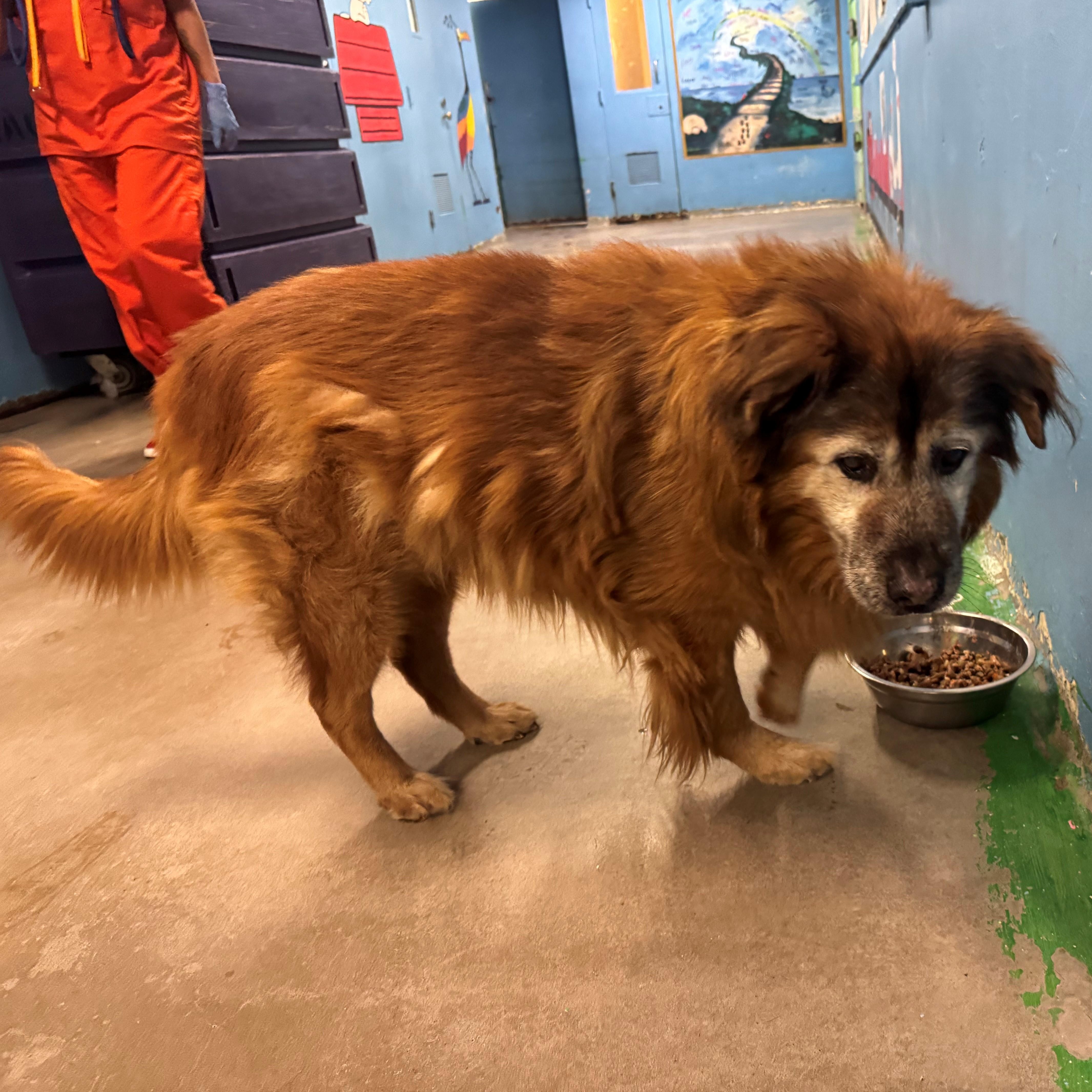 Norman 4157, adoptable, Adult Male Chow Chow.